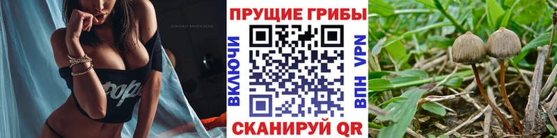 blacksprut ONION  Ковдор  Псилоцибиновые грибы Cubensis  как найти закладки 